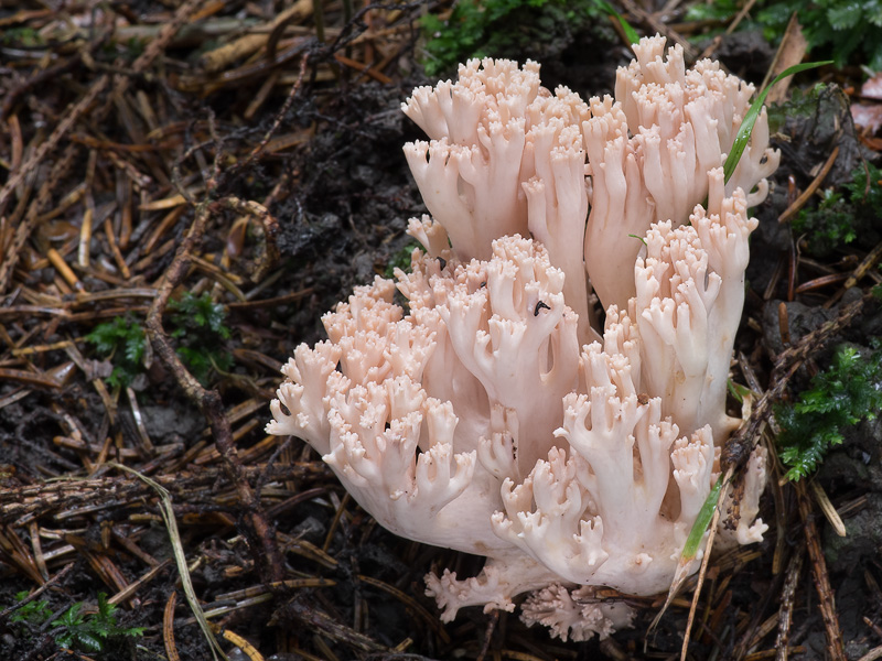 Ramaria mairei